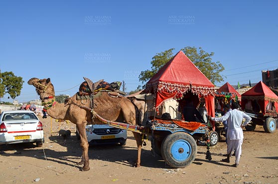 Fairs- Pushkar Fair (Rajasthan) - Pushkar, Rajasthan, India- January 16, 2018: Camel coach for tourists and devotees at Pushkar, Rajasthan, India. by Anil