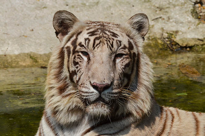 Wildlife- White Tiger (Panthera Tigris) - White Tiger, New Delhi, India- April 8, 2018: Portrait of a White Tiger (Panthera tigris) at New Delhi, India. by Anil