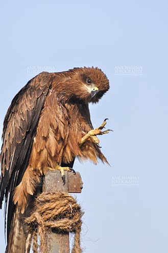 Birds-  Black Kite Milvus migrans (Boddaert) - “Thousand Salutes to all Nature Lovers”- Papa Black Kite by Anil