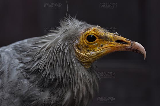 Birds- Egyptian Vulture (Neophron percnopterus) - Egyptian vulture, Aligarh, Uttar Pradesh, India- January 21, 2017: Close-up of an adult Egyptian Vulture with dark background at Aligarh, Uttar Pradesh, India. by Anil