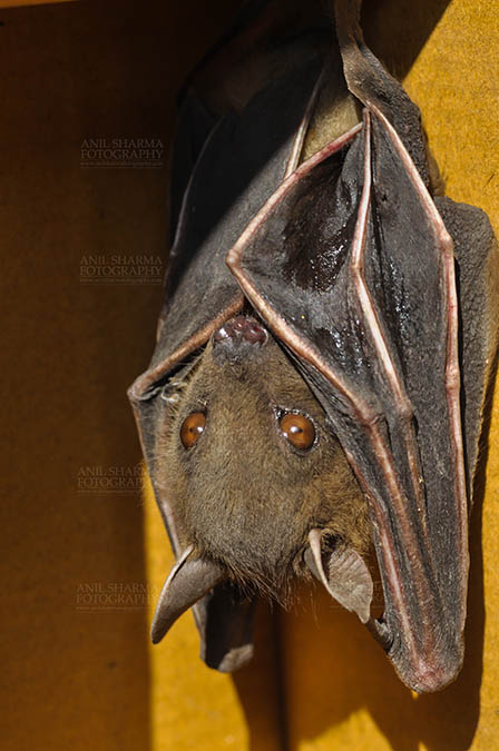 Wildlife- Indian Fruit Bat (Petrous giganteus) - Indian Fruit Bats (Pteropus giganteus) Noida, Uttar Pradesh, India- January 19, 2017: Close-up of an Indian fruit bat,urinating, licking its urine while hanging upside down at Noida, Uttar Pradesh, India. by Anil
