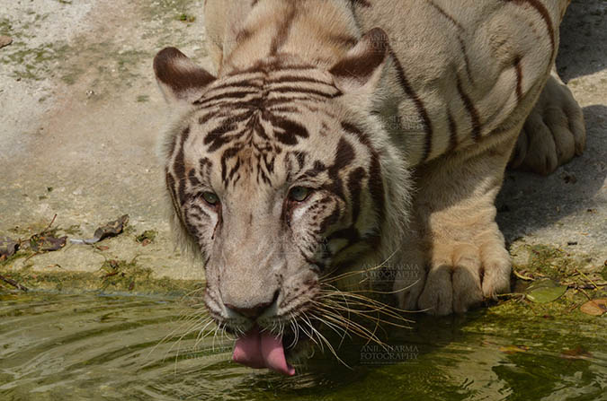 Wildlife- White Tiger (Panthera Tigris) - White Tiger, New Delhi, India- June 20, 2018: A White Tiger (Panthera tigris) drinking water at New Delhi, India. by Anil