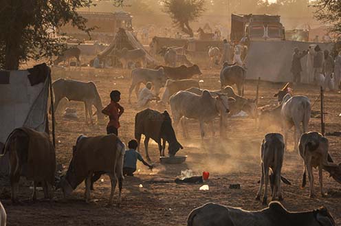 Fairs- Nagaur Cattle Fair (Rajasthan) - Nagaur, Rajasthan, India- Febuary 10, 2011: Sunset time, farmers with their families cattles and bullcarts at the Nagaur cattle fair, Nagaur, Rajasthan (India). by Anil