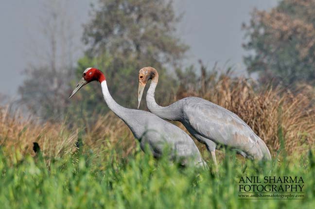 Birds- Sarus Crane (Grus Antigone) - Mom  Sarus Crane, Grus Antigone (Linnaeus) with her young chick at Dhanauri wetland, Greater Noida, Uttar Pradesh, India. by Anil