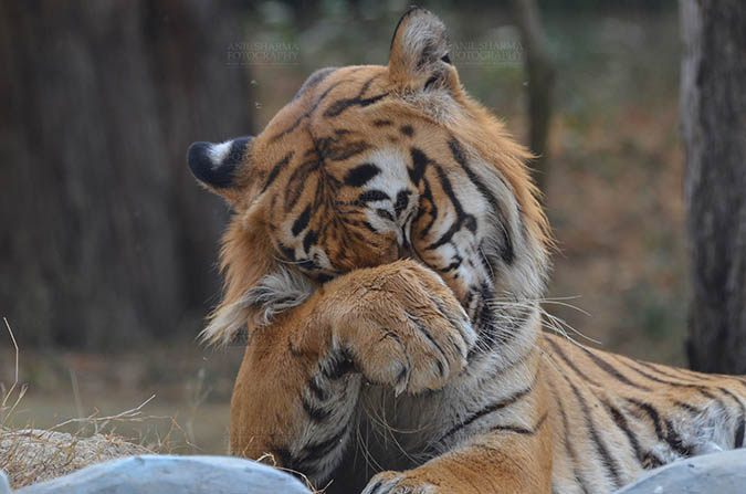 Wildlife- Royal Bengal Tiger (Panthera Tigris Tigris) - Royal Bengal Tiger, New Delhi, India- April 5, 2018: Portrait of a Royal Bengal Tiger (Panthera tigris Tigris) rubbing its eyes at New Delhi, India. by Anil