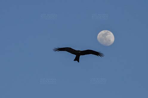 Birds-  Black Kite Milvus migrans (Boddaert) - High High in the Sky !!!!!! by Anil