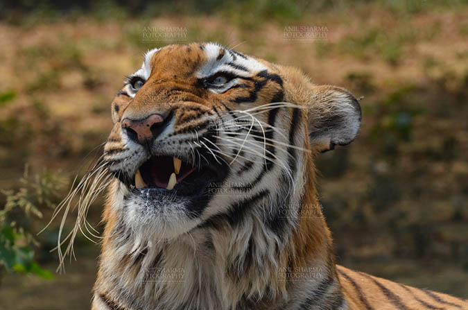 Wildlife- Royal Bengal Tiger (Panthera Tigris Tigris) - Royal Bengal Tiger, New Delhi, India- April 3, 2018: Close-up a Royal Bengal Tiger (Panthera tigris Tigris) in an angry mood at New Delhi, India. by Anil