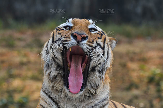 Wildlife- Royal Bengal Tiger (Panthera Tigris Tigris) - Royal Bengal Tiger, New Delhi, India- April 5, 2018: A Royal Bengal Tiger (Panthera tigris Tigris) yawning at  New Delhi, India. by Anil