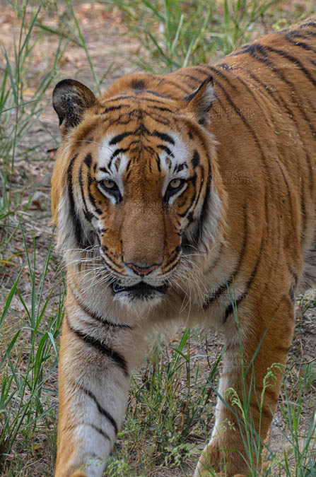 Wildlife- Royal Bengal Tiger (Panthera Tigris Tigris) - Royal Bengal Tiger, New Delhi, India- April 2, 2018: A Royal Bengal Tiger (Panthera tigris Tigris) roaming at New Delhi, India. by Anil