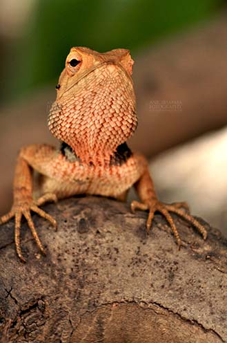 Reptiles- Oriental Garden Lizard - Noida, Uttar Pradesh, India- May 21, 2012: Front pose of an Oriental Garden Lizard, Eastern Garden Lizard or (Calotes versicolor) at Noida, Uttar Pradesh, India. by Anil