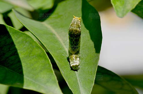 Insects- Caterpillar - Noida, Uttar Pradesh, India- April 6, 2016: Hungry Citrus Swallowtail Butterfly caterpillar on a lemon tree leaf at Noida, Uttar Pradesh, India. by Anil