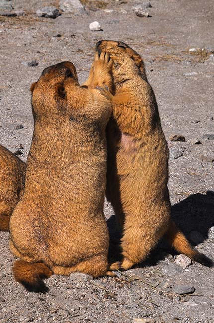 Wildlife- The Himalayan Marmots, J \x26 K (India) - Baby Himalayan Marmots fighting with the mom for the biscuit, at Leh, Jammu and Kashmir, India. by Anil