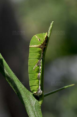 Insects- Caterpillar - Noida, Uttar Pradesh, India- April 7, 2016: A Citrus (Lime, lemon) Swallowtail butterfly caterpillar (Papilio demoleus) at Noida, Uttar Pradesh, India. by Anil