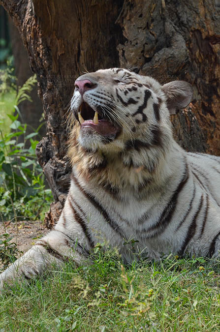 Wildlife- White Tiger (Panthera Tigris) - White Tiger, New Delhi, India- April 3, 2018: Portrait of a White Tiger (Panthera tigris) showing its canines at New Delhi, India. by Anil