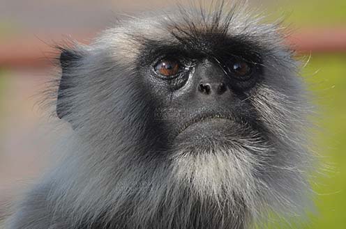 Wildlife-Grey or Common Indian Langur (India) - Close-up of a black footed Gray Langur’s (Semnopithecus hypoleucos) at Bhopal, Madhya Pradesh, India. by Anil