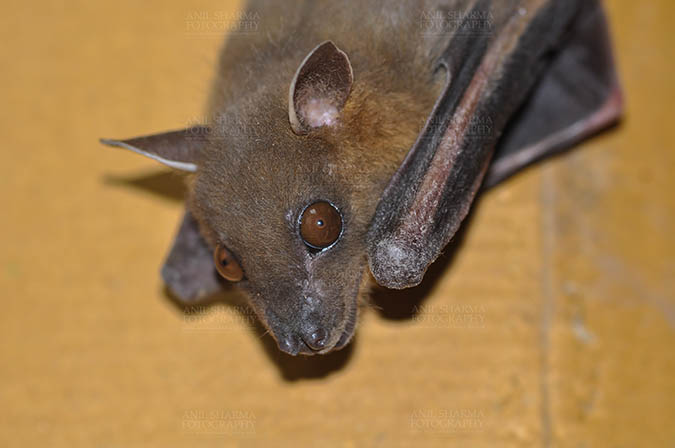 Wildlife- Indian Fruit Bat (Petrous giganteus) - Fruit Bat (Pterouus giganteus) Noida, Uttar Pradesh, India- January 19, 2017: An Indian fruit bat taking rest  at Noida, Uttar Pradesh, India. by Anil