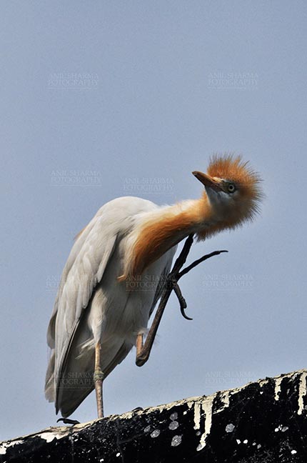 Birds- Cattle Egret (Bubulcus ibis) - Noida, India- July 30, 2014: Cattle Egret (Bubulcus ibis) during breeding season  scratching neck with orange pullme on its head and neck at Noida, Uttar Pradesh, India. by Anil