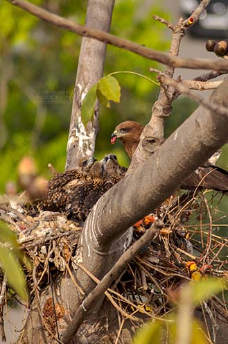 Birds-  Black Kite Milvus migrans (Boddaert) - Mom Black Kite feeding raw meat to her hungry chicks. by Anil