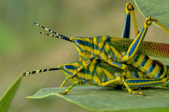 Insects- Indian Painted Grasshopper - An Indian Painted Grasshopper, Poekilocerus Pictus, pair caught in a somewhat compromising position at Noida, Uttar Pradesh, India. by Anil