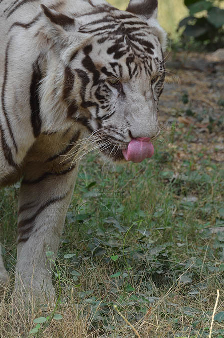 Wildlife- White Tiger (Panthera Tigris) - White Tiger, New Delhi, India- June 20, 2018: A White Tiger (Panthera tigris) roaming, showing its tongue at New Delhi, India. by Anil