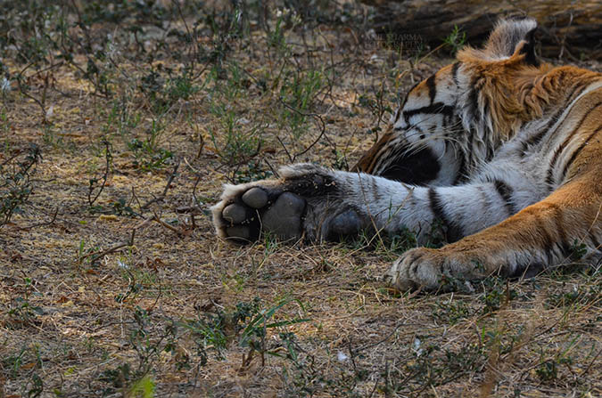 Wildlife- Royal Bengal Tiger (Panthera Tigris Tigris) - Royal Bengal Tiger, New Delhi, India- April 2, 2018: A sleeping Royal Bengal Tiger’s (Panthera tigris Tigris) paw at New Delhi, India. by Anil