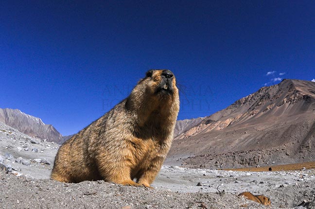 Wildlife- The Himalayan Marmots, J \x26 K (India) - Group Leader of Himalayan Marmots, Welcoming tourists to Leh, Jammu & Kashmir, India. by Anil