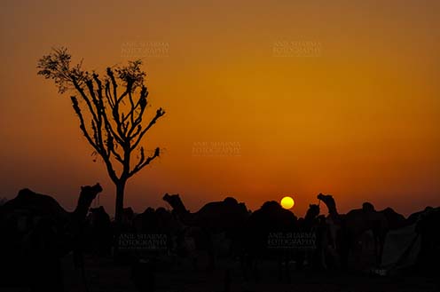Fairs- Nagaur Cattle Fair (Rajasthan) - Nagaur, Rajasthan, India- Febuary 10, 2011: Sunset time, silhouette of camels in the evening at Nagaur cattle fair, Nagaur, Rajasthan (India). by Anil