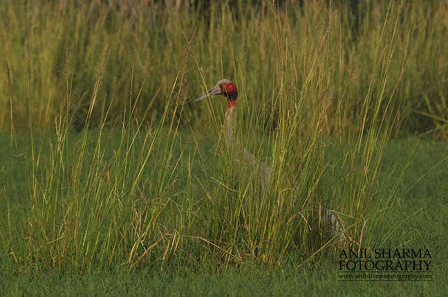 Birds- Sarus Crane (Grus Antigone) - Male Sarus Crane, Grus Antigone (Linnaeus) guarding nest at Greater Noida, Uttar Pradesh, India. by Anil