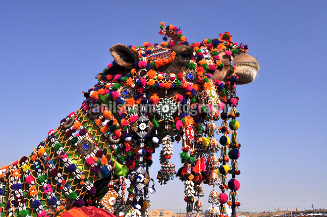 Festivals- Jaisalmer Desert Festival, Rajasthan - Decorated camel for best decorated camel competition at jaisalmer desert fair. by Anil