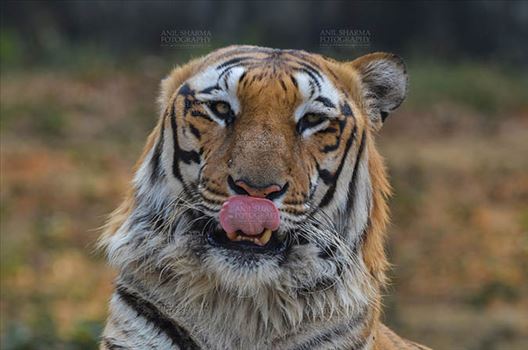 Royal Bengal Tiger, New Delhi, India- April 5, 2018: Portrait of A Royal Bengal Tiger (Panthera tigris Tigris) showing tongue at New Delhi, India.
