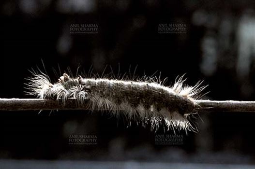 Insects- Caterpillar - Noida, Uttar Pradesh, India- November 13, 2013: A Hairy Caterpillar on a tree branch in a garden at Noida, Uttar Pradesh, India.
