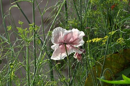 Beautiful White Color Poppy (Papaver oideae) flower with green color background blooming in a garden at Noida, Uttar Pradesh, India.