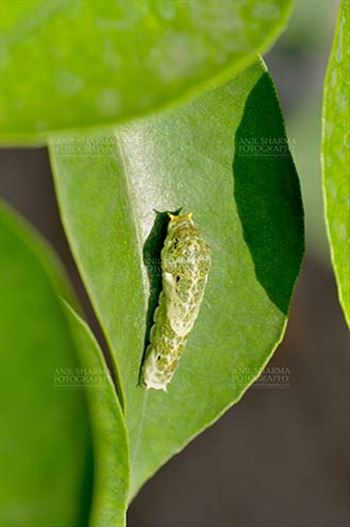 Noida, Uttar Pradesh, India- April 6, 2016: Hungry Citrus Swallowtail Butterfly caterpillar on a lemon tree leaf at Noida, Uttar Pradesh, India.