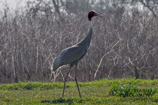 A Sarus Crane, Grus Antigone (Linnaeus) in an agricultural field at Dhanauri wetland, Greater Noida, Uttar Pradesh, India.