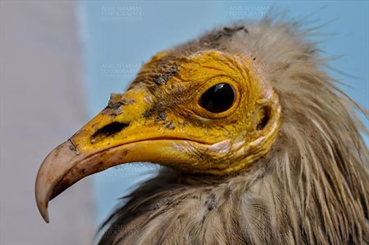 Birds- Egyptian Vulture (Neophron percnopterus) - Egyptian vulture, Aligarh, Uttar Pradesh, India- January 21, 2017:  Close-up of an adult Egyptian Vulture with light blue background at Aligarh, Uttar Pradesh, India.