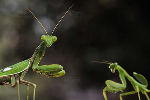 Close-up of head of a Praying Mantis, Mantodea (or mantises, mantes) with dark greenish background in a garden at Noida, Uttar Pradesh, India.