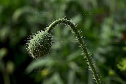 Close up of a Beautiful Greenish Color Poppy (Papaver oideae) bud with green color background at Noida, Uttar Pradesh, India.