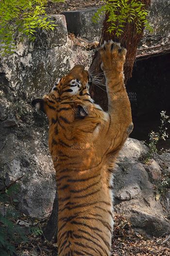 Royal Bengal Tiger, New Delhi, India- April 3, 2018: A Royal Bengal Tiger (Panthera tigris Tigris) scratching a tree at New Delhi, India.