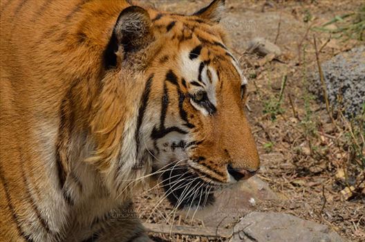 Royal Bengal Tiger, New Delhi, India- April 3, 2018: A Royal Bengal Tiger (Panthera tigris Tigris) roaming at New Delhi, India.