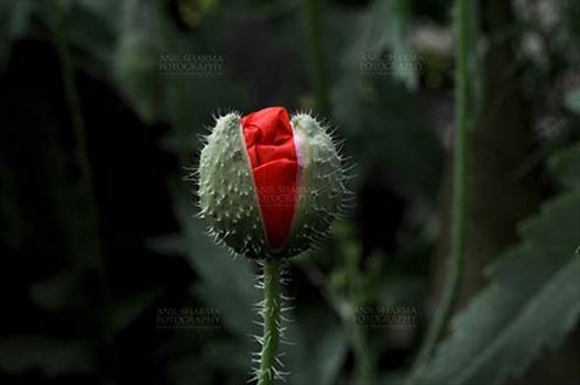 Beautiful Red Color Poppy (Papaver oideae) buds with green color background blooming in a small garden at Noida, Uttar Pradesh, India.