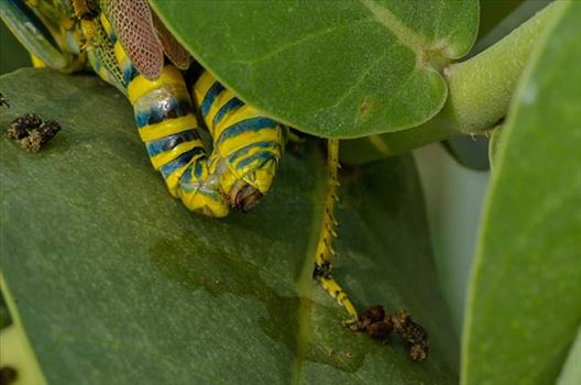 An Indian Painted Grasshopper, Poekilocerus Pictus, pair mating on milkweed plant leaves at Noida, Uttar Pradesh, India.