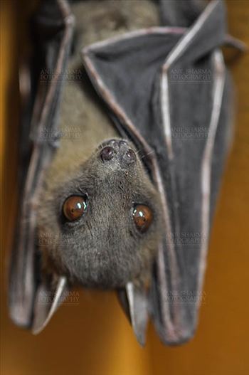 Indian Fruit Bats (Pteropus giganteus) Noida, Uttar Pradesh, India- January 19, 2017: Indian fruit bat captive roosting/grooming pose while hanging upside down showing face detail at Noida, Uttar Pradesh, India.