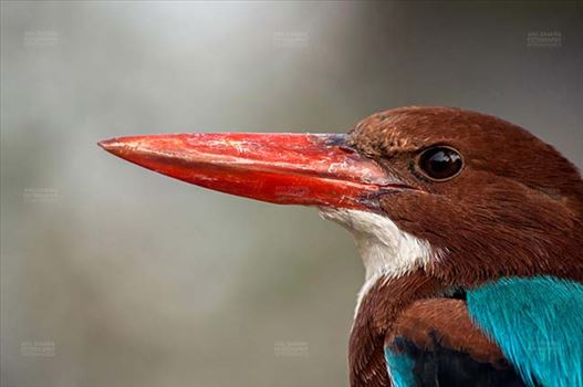Clsoe-up of an adult White Breasted Kingfisher, Halcyon smyrnensis (Linnaeus) with long red beak looking left side at  Noida, Uttar Pradesh, India.