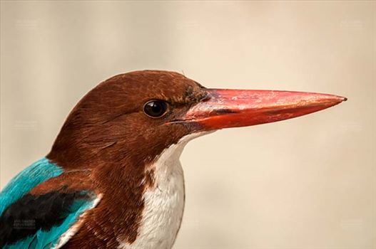 side pose of an adult White Breasted Kingfisher, Halcyon smyrnensis (Linnaeus) with long red beak looking right side at, Noida,Uttar Pradesh, India.