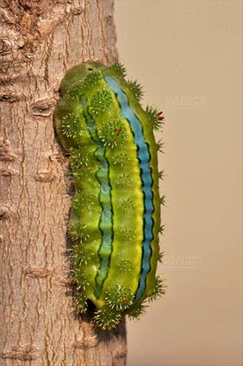 Noida, Uttar Pradesh, India- December 29, 2013: A Green-blue color Caterpillar on a tree branch in a garden at Noida, Uttar Pradesh, India.