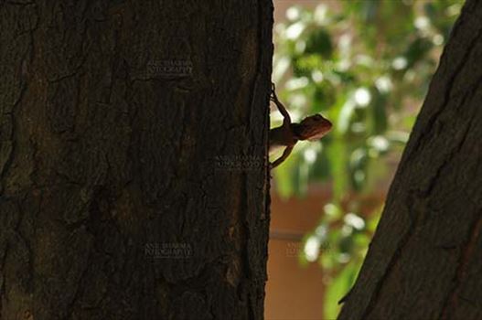 Noida, Uttar Pradesh, India- May 28, 2011: Baby Oriental Garden Lizard, Eastern Garden Lizard or Changeable Lizard (Calotes versicolor) on a tree trunk at Noida, Uttar Pradesh, India.