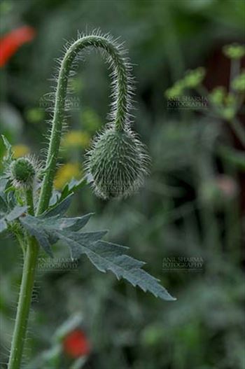 Beautiful Greenish Color Poppy (Papaver oideae) buds with green color background in a garden at Noida, Uttar Pradesh, India.