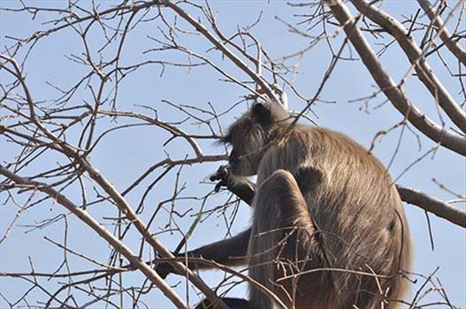 A hungry black footed Gray or common male Langur (Semnopithecus hypoleucos) sitting on a tree branch eating leaves at Bhopal, Madhya Pradesh, India.