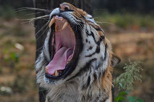 Royal Bengal Tiger, New Delhi, India- April 5, 2018: Portrait of A Royal Bengal Tiger (Panthera tigris Tigris) in aggressive mood showing its canines at New Delhi, India.