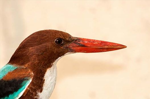 An adult White Breasted Kingfisher, Halcyon smyrnensis (Linnaeus) in search of food in a garden, Noida,Uttar Pradesh, India.
